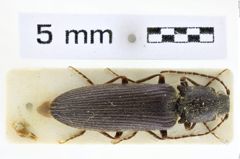 Foto (Dorsalansicht) von Athous frigidus (NHMW-ZOO-COL-0008632)